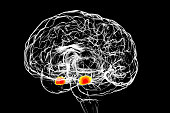 Amygdala, also known as corpus amygdaloideum, in the human brain