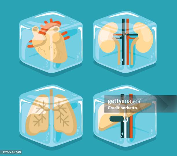 cooler for human organ - thyroid stock illustrations