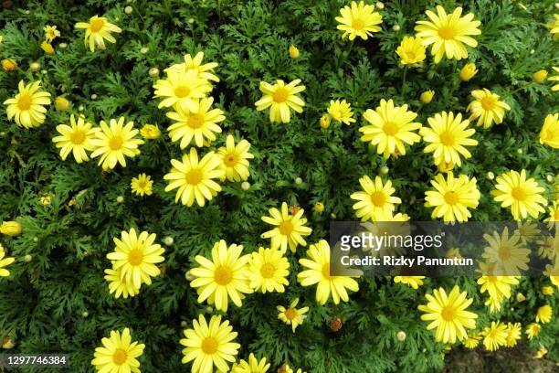 full frame shot of yellow flowers - trefferversuch stock-fotos und bilder