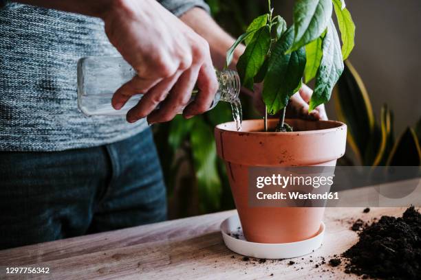 close-up of man watering avocado plant while standing at home - vaso de flor imagens e fotografias de stock