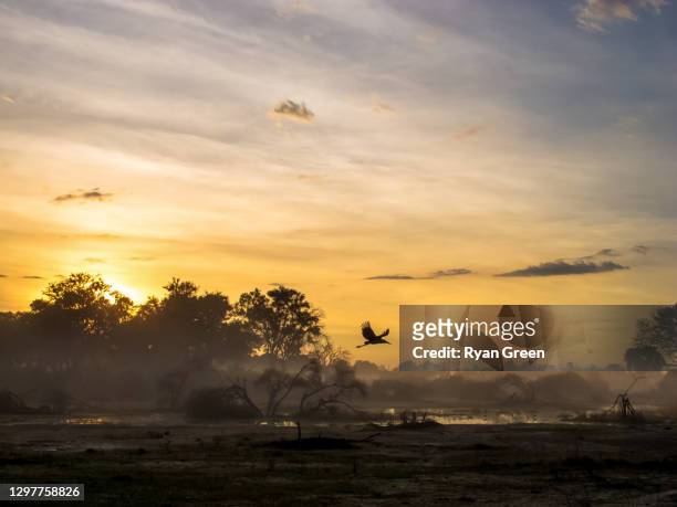 marabou in the mist - botswana stock pictures, royalty-free photos & images