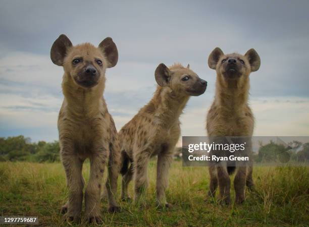curious hyena cubs - striped hyena stock pictures, royalty-free photos & images