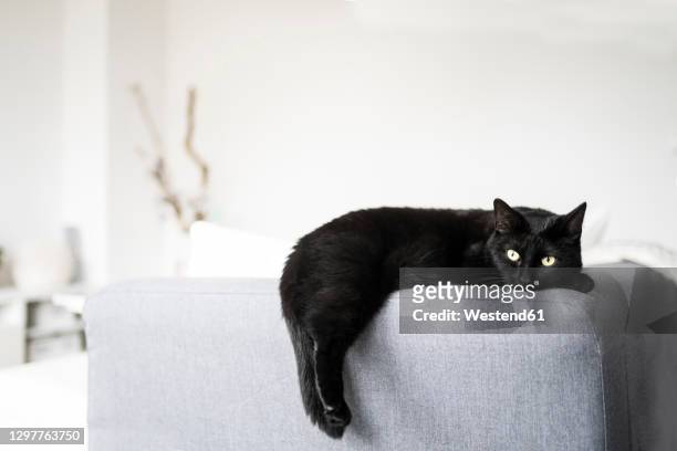 black cat resting on sofa at home - black cat stock pictures, royalty-free photos & images