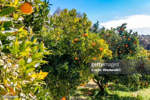 orange orchard in summer - orange orchard fotografías e imágenes de stock