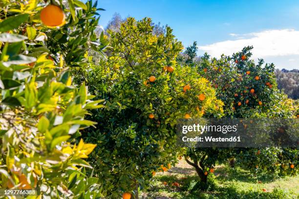 orange orchard in summer - orange orchard stock pictures, royalty-free photos & images