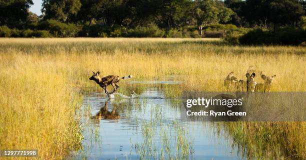 the crossing - wild dog stock pictures, royalty-free photos & images