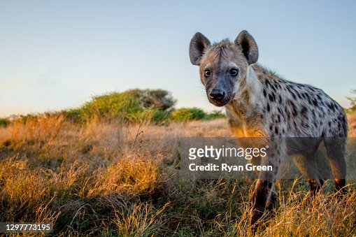 5,621 Hyena Photos and Premium High Res Pictures - Getty Images