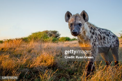 5,621 Hyena Photos and Premium High Res Pictures - Getty Images 5,621 Hyena Photos and Premium High Res Pictures - Getty Images