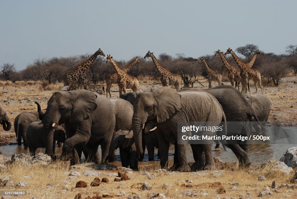 Group of elephants and giraffes,Oshikoto Region,Namibia