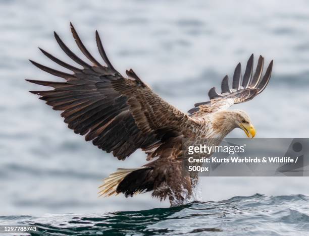 close-up of eagle with feet entering the sea to catch a fish,argyll and bute,scotland,united kingdom,uk - accipitridae stock-fotos und bilder