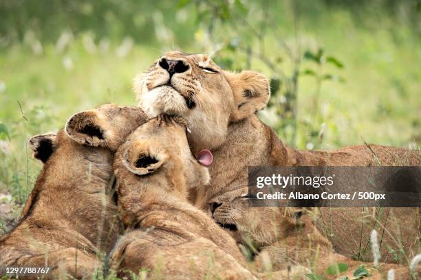group of lions lying together,sabie park,mpumalanga,south africa - lion lioness stock pictures, royalty-free photos & images