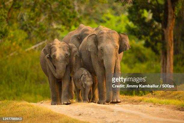 family of elephants walking along dirt road,bandipur,karnataka,india - asian elephant stock pictures, royalty-free photos & images