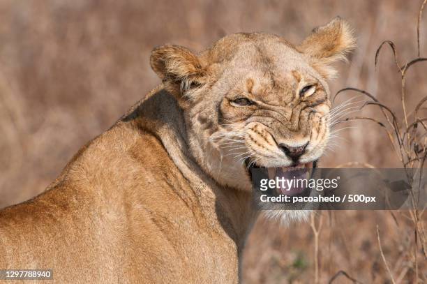 close-up of laughing lioness,south luangwa national park,zambia - south luangwa national park fotografías e imágenes de stock