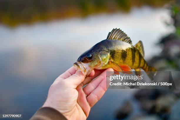 cropped hand of person holding perch - perch foto e immagini stock