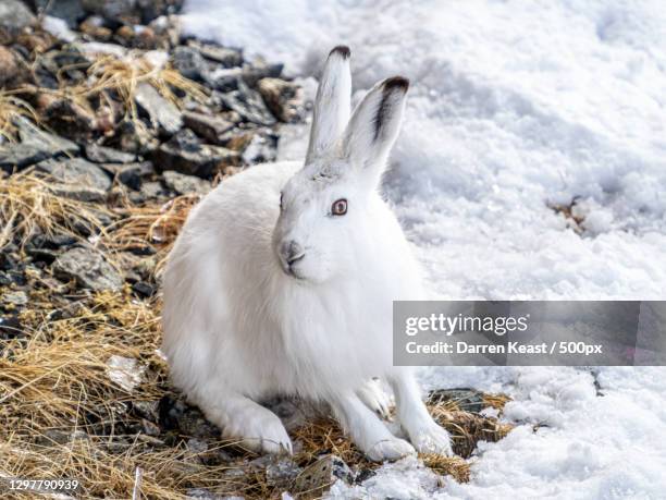 close-up of arctic hare on field,canada - arctic hare stock pictures, royalty-free photos & images