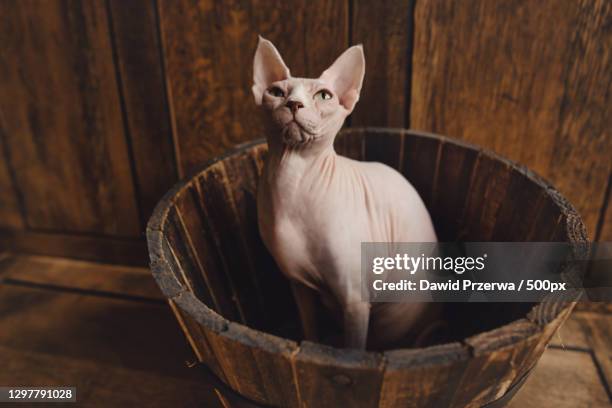 portrait of hairless sphynx cat in basket,saffron walden,united kingdom,uk - sphynx hairless cat stock pictures, royalty-free photos & images