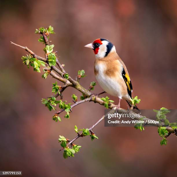 close-up of gold finch perching on branch,stonehaven,united kingdom,uk - carduelis carduelis stock pictures, royalty-free photos & images