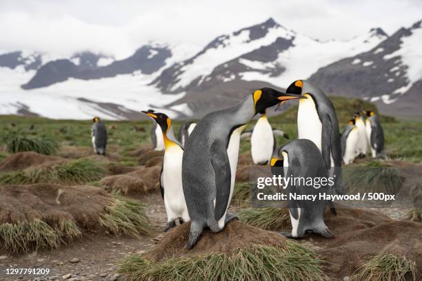 group of king penguins on land against mountains - königspinguin stock pictures, royalty-free photos & images