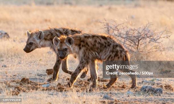two hyenas walking on the plains at sunset,etosha national park,namibia - wild dog stock pictures, royalty-free photos & images