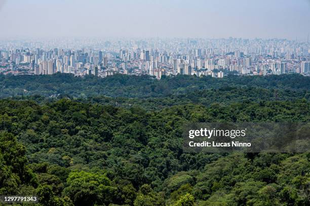 são paulo city and atlantic forest - jungle scene stockfoto's en -beelden
