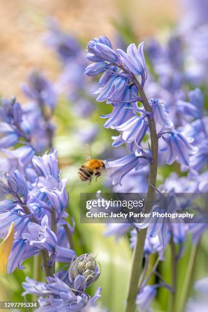 close-up image of the spring flowering spanish bluebell flowers also known as hyacinthoides hispanica with a bee collecting pollen - bluebell stock pictures, royalty-free photos & images