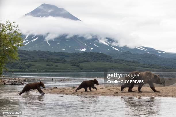 brown bears in kuril lake, kamchatka - brown bear cub photos et images de collection