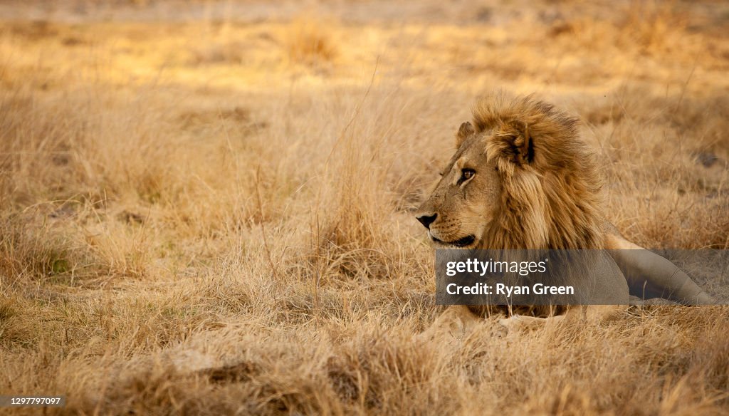Mannelijke leeuw in het gras