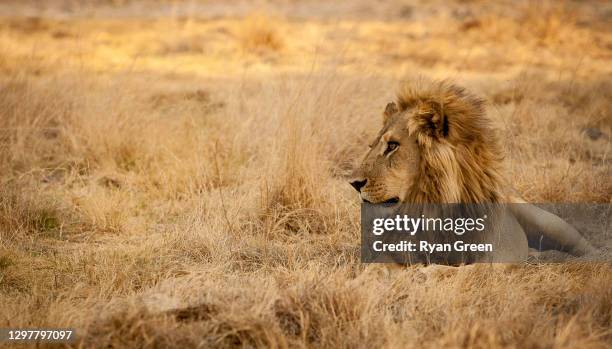 male lion in the grass - okavango delta stock pictures, royalty-free photos & images