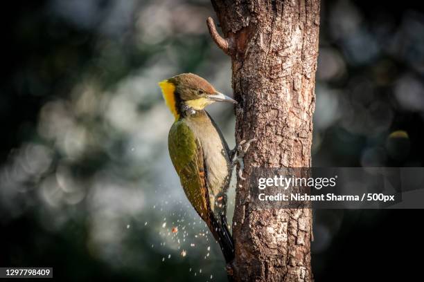 close-up of nuthatch perching on tree,sattal,uttarakhand,india - woodpecker stock pictures, royalty-free photos & images