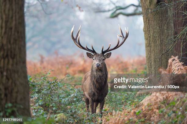 portrait of red deer - animal standing in forest,richmond park,richmond,united kingdom,uk - red deer animal - fotografias e filmes do acervo