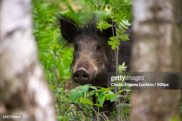 close-up of deer in forest - wild boar stock-fotos und bilder