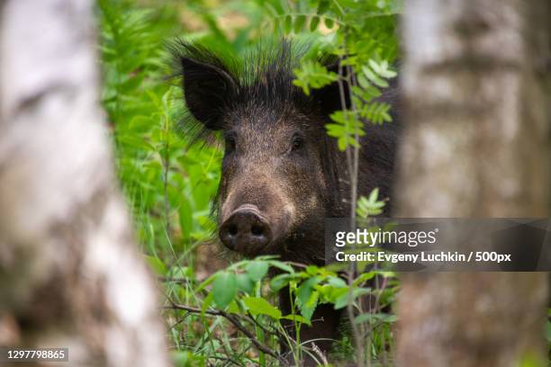 close-up of deer in forest - wild boar stock pictures, royalty-free photos & images