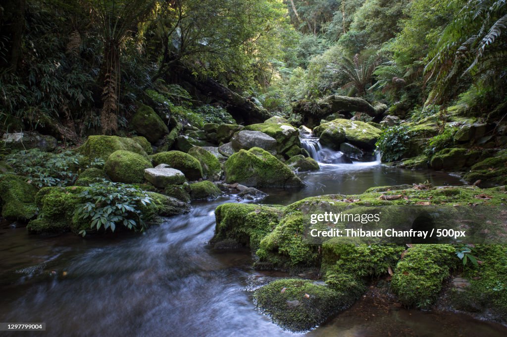 Scenic view of stream flowing through rocks in forest,New England National Park,Australia
