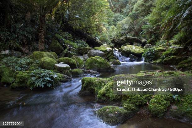 scenic view of stream flowing through rocks in forest,new england national park,australia - musgo - fotografias e filmes do acervo