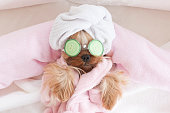 Yorkshire Terrier with Cucumbers on Her Eyes at Grooming Salon Spa