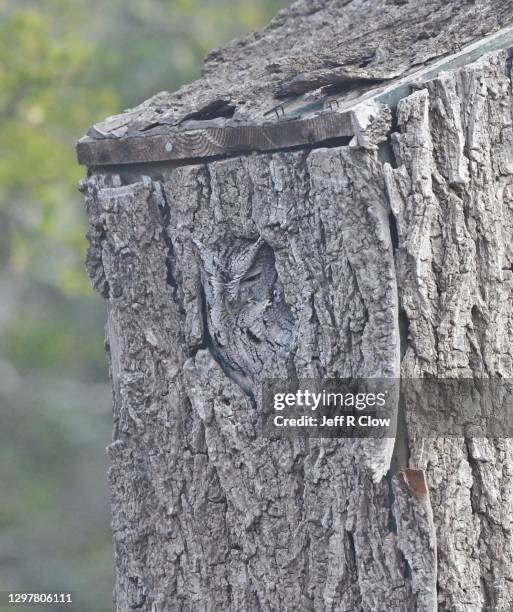 a gray morph screech owl perfectly camouflaged - woodland camo stock pictures, royalty-free photos & images