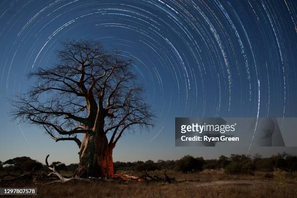 sternpfade und baobab-baum - desert night stock-fotos und bilder