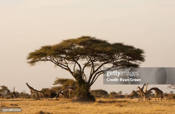 jirafa bajo un árbol de acacia - acacia tree fotografías e imágenes de stock
