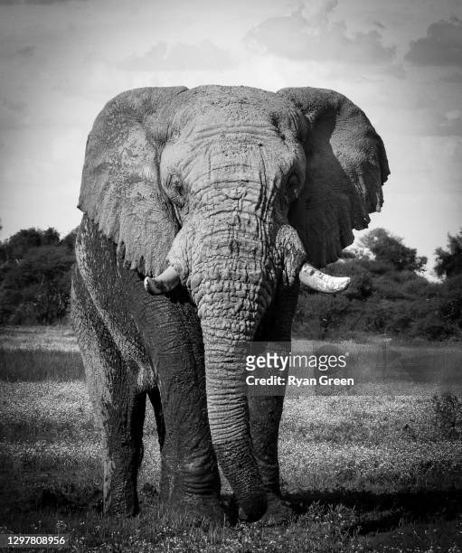 giant in the daisies - african elephant stock pictures, royalty-free photos & images