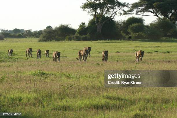 mporota pride on the move - okavango delta stock pictures, royalty-free photos & images