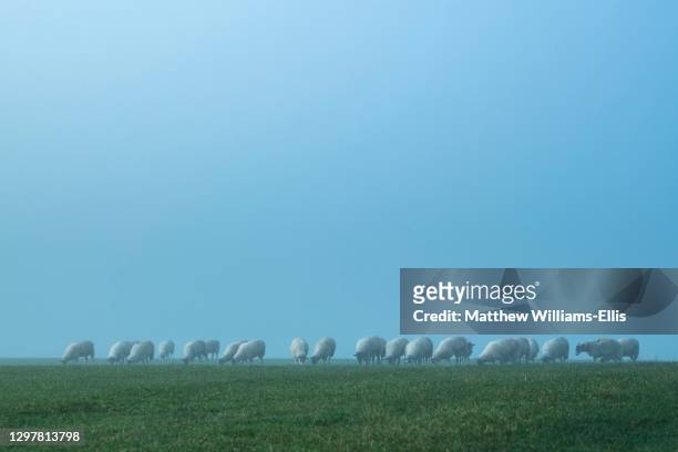 Grazing sheep in misty field, Cotswald, UK.