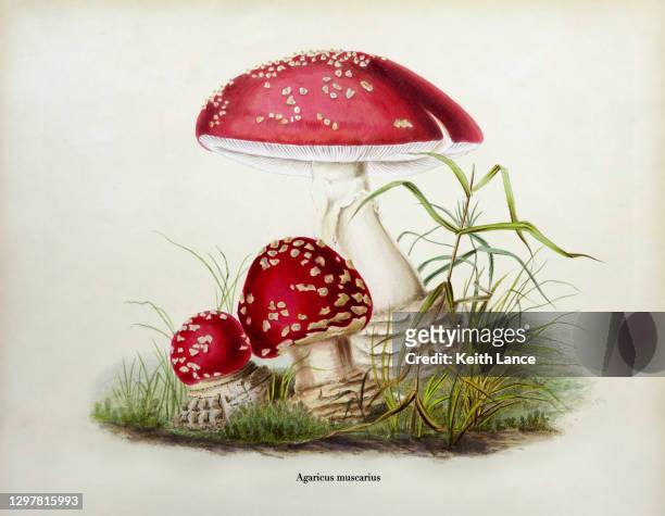 ilustrações de stock, clip art, desenhos animados e ícones de fly agaric mushroom (agaricus muscarius) - cogumelo comestível