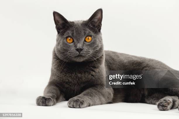 um gato chartreux de um ano de idade - americano de pelo curto - fotografias e filmes do acervo