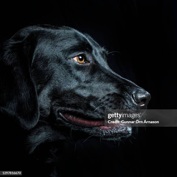 black labrador portrait - gunnar örn árnason stock pictures, royalty-free photos & images