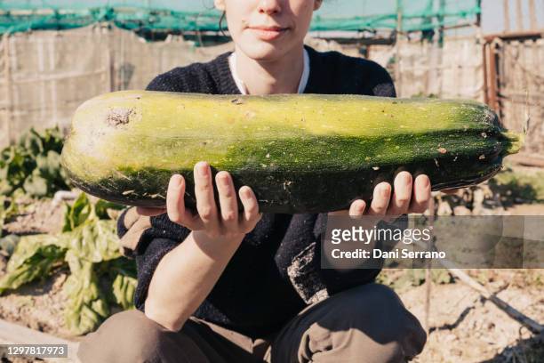 woman with zucchini in the orchard - squash vegetable fotografías e imágenes de stock