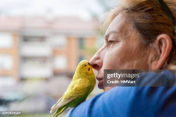 donna nostalgica con il suo simpatico budgerigar domestico che guarda attraverso la finestra - parrocchetto foto e immagini stock