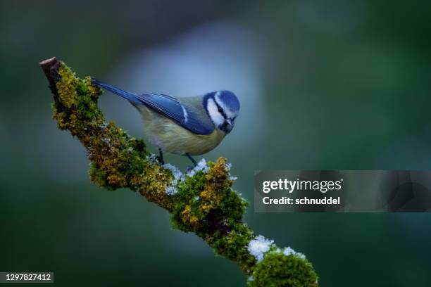 blue tit in wintertime - bryophyte stock pictures, royalty-free photos & images