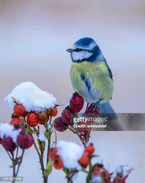 blue tit in wintertime - tit stock pictures, royalty-free photos & images