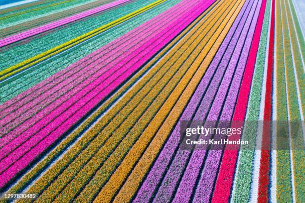 an aerial view of tulip fields in the netherlands - stock photo - tulp stockfoto's en -beelden