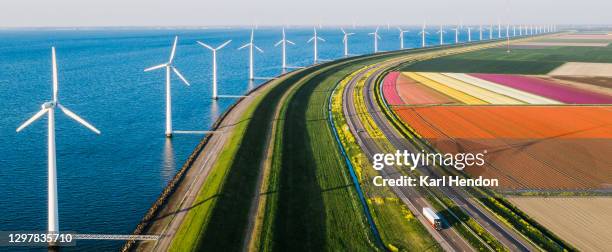 an aerial view of tulip fields meeting the sea in the netherlands - stock photo - dutch windmill bildbanksfoton och bilder